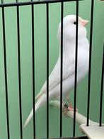 Mooie recessief witte man van 2025, Dieren en Toebehoren, Vogels | Kanaries, Mannelijk, Kleurkanarie