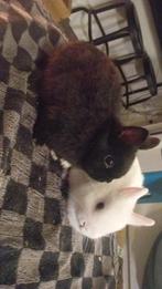 Jonge dwergkonijnen, Dieren en Toebehoren, Konijnen, Vrouwelijk, Dwerg, 0 tot 2 jaar