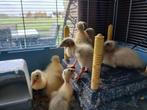 Jonge loop eendjes / pulletjes, Dieren en Toebehoren, Pluimvee, Meerdere dieren, Eend