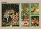 Ansichtkaart Nunspeet (3 vogels), Ophalen of Verzenden, 1980 tot heden, Ongelopen, Gelderland
