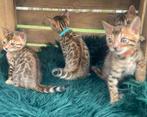 Bengaal kittens, 2 vrouwtjes en 2 mannetjes, Meerdere dieren, 0 tot 2 jaar, Gechipt