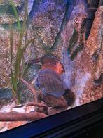 Aquarium in piano., Dieren en Toebehoren, Ophalen