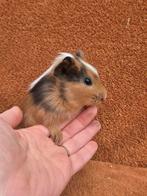 Lief beertje blauw amber wit gladhaar, Dieren en Toebehoren, Knaagdieren, Cavia, Mannelijk, December, Tam