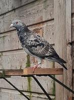 Schimmel postduif doffer, Dieren en Toebehoren, Vogels | Duiven, Mannelijk, Postduif