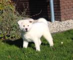 Geen verkoop en contact op Zondag, Dieren en Toebehoren, Honden | Poolhonden, Keeshonden en Oertypen, Overige rassen, 8 tot 15 weken
