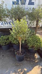 Olijf boompje opstam winterhard kan zonder stok gepland29,95, Ophalen, Zomer, Vaste plant, Halfschaduw