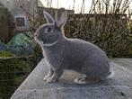 Parelfeh voedstertje, Dieren en Toebehoren, Konijnen, Vrouwelijk, Middelgroot, 0 tot 2 jaar