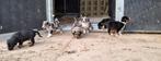 Australian Shepherd kruising pups, Dieren en Toebehoren, Honden | Herdershonden en Veedrijvers, 8 tot 15 weken, Meerdere, Meerdere dieren