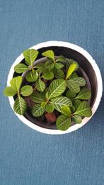 Madagascar jewel plantjes⭐, Ophalen of Verzenden, Overige soorten, Minder dan 100 cm
