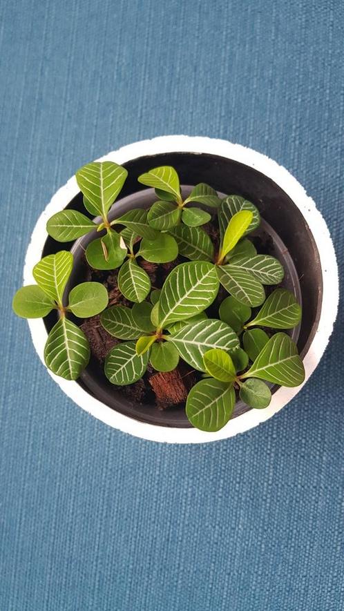 Madagascar jewel plantjes⭐, Huis en Inrichting, Kamerplanten, Overige soorten, Minder dan 100 cm, Ophalen of Verzenden