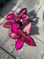 Coleus siernetel, Ophalen, Halfschaduw, Minder dan 100 cm