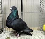 Haagse Kroppers, Dieren en Toebehoren, Meerdere dieren, Kropper