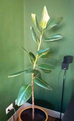 Ficus Elastica, Ophalen, Ficus, 100 tot 150 cm, Halfschaduw