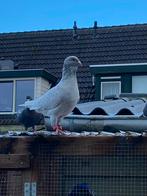 Syrische duiven, Dieren en Toebehoren, Vogels | Duiven, Overige soorten