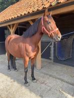 Lieve E pony, Dieren en Toebehoren, Pony's, Merrie, E pony (1.48m - 1.57m), 7 tot 10 jaar