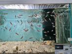 Neon Tetra, Paracheirodon Innesi, Vis, Zoetwatervis