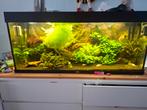 Aquarium 120cm, Dieren en Toebehoren, Ophalen, Zo goed als nieuw, Gevuld zoetwateraquarium