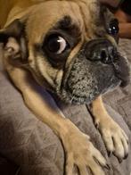 Bully om te paren 3 jaar oud, Boeken, Dieren en Huisdieren, Ophalen of Verzenden, Zo goed als nieuw, Honden