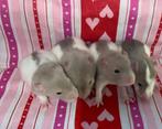 Tame rats from rattery in germany, Rat, Juli, Meerdere dieren, Tam