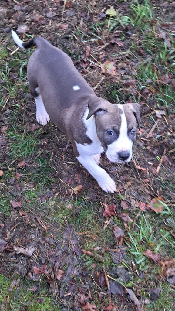 PUP reutje Amerikaanse Stafford pups uniek getekend!!, Dieren en Toebehoren, Honden | Bulldogs, Pinschers en Molossers, Reu, Overige rassen
