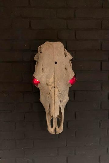 Koeienschedel beschikbaar voor biedingen