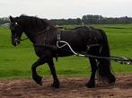 Leer enkelspan tuig, zwart, maat cob, Dieren en Toebehoren, Ophalen of Verzenden, Zo goed als nieuw