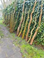 Salix sepulcralis 'Chrysocoma' Gele Treurwilg stamen/takken, Lente, Volle zon, 250 tot 400 cm, Treurboom