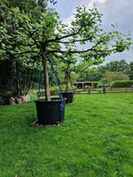 2 volwassen dakplatanen, Tuin en Terras, Planten | Bomen, Ophalen, Volle zon, Overige soorten
