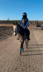 Mega lieve New Forest pony!, Merrie, Gechipt, Niet van toepassing, 3 tot 6 jaar