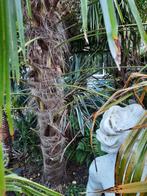 Trachycarpus Fortunei x Wagnerianus Winterharde Palm, Tuin en Terras, Lente, 100 tot 250 cm, Palmboom, Ophalen