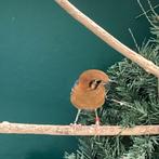 Damalijster pop, Dieren en Toebehoren, Vogels | Overige Vogels, Vrouwelijk, Tropenvogel, Geringd