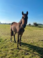 2,5 jarige D pony te koop, Merrie, 3 tot 6 jaar, Onbeleerd, D pony (1.37m tot 1.48m)