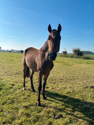 2,5 jarige D pony te koop beschikbaar voor biedingen