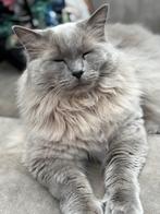 Kater Ragdoll goed huis gezocht., Kater