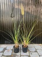 Pampasgras  Cortaderia selloana 'Pumila, Ophalen, Overige soorten, Volle zon