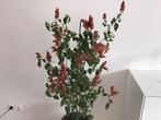 Garnalen plant, Ophalen, Halfschaduw, Minder dan 100 cm