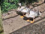 Indischegans streepkopgans, Dieren en Toebehoren, Pluimvee, Meerdere dieren, Gans of Zwaan