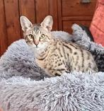 Prachtige TICA-geregistreerde Savannah kat, Poes, Gechipt, 0 tot 2 jaar
