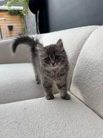Britse Korthaar X Maincoon Kittens, Dieren en Toebehoren, Katten en Kittens | Raskatten | Korthaar, Meerdere dieren, 0 tot 2 jaar