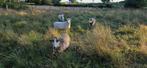 4 sterke Maasduinenschapen – ooien en gecastreerde ram, Dieren en Toebehoren, Meerdere dieren, Schaap