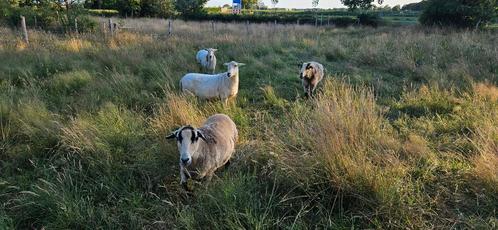 4 sterke Maasduinenschapen – ooien en gecastreerde ram, Dieren en Toebehoren, Schapen, Geiten en Varkens, Schaap, Meerdere dieren