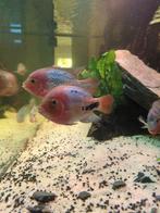 Vieja synspila, Dieren en Toebehoren, Vissen | Aquariumvissen, Vis