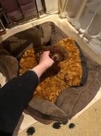 Kleine Toypoodle toy poedel toypoedel puppy reu, Dieren en Toebehoren, Poedel, Reu, Eén hond, Nederland