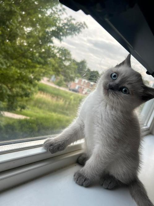 Britse korthaar kittens, Dieren en Toebehoren, Katten en Kittens | Raskatten | Langhaar