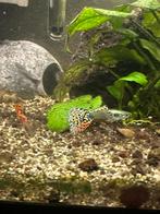 Snakeskin guppen, Vis, Zoetwatervis
