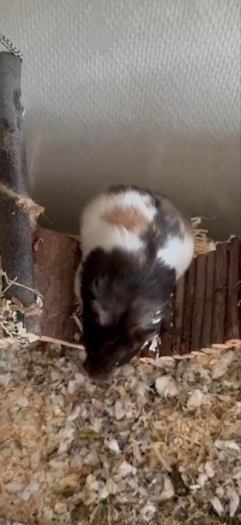 Goudhamster, Dieren en Toebehoren, Knaagdieren, Vrouwelijk, Hamster, Januari