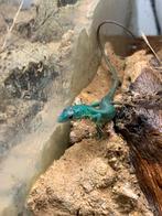 Gastropholis prasina nakweek 2025 blauw, Dieren en Toebehoren, Reptielen en Amfibieën, Hagedis, 0 tot 2 jaar