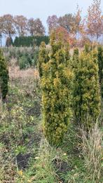 Taxus David 150cm hoog, Ophalen of Verzenden