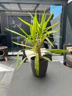 yucca elephantipes, Ophalen, Overige soorten, Volle zon