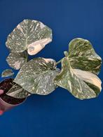 Monstera Mint p12 (1), Huis en Inrichting, Kamerplanten, Ophalen of Verzenden, Halfschaduw, Minder dan 100 cm